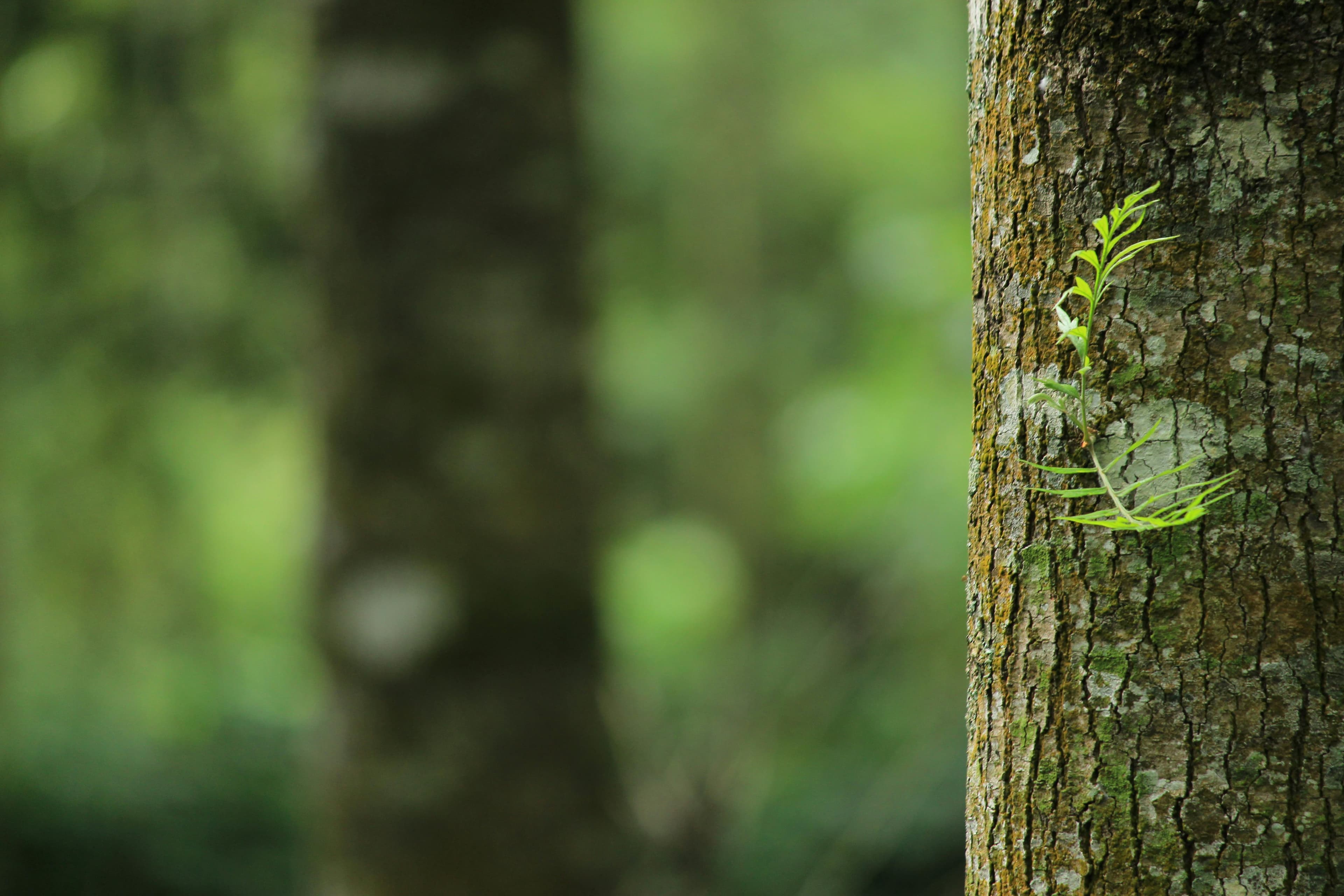 Una planta diminuta brotando en el tronco de un árbol, simbolizando la vida y el crecimiento en la naturaleza.